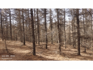 喀喇沁旗大牛群林场165亩落叶松主伐林地木材处置权