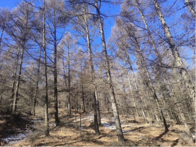 喀喇沁旗大牛群林场150亩落叶松主伐林地木材处置权